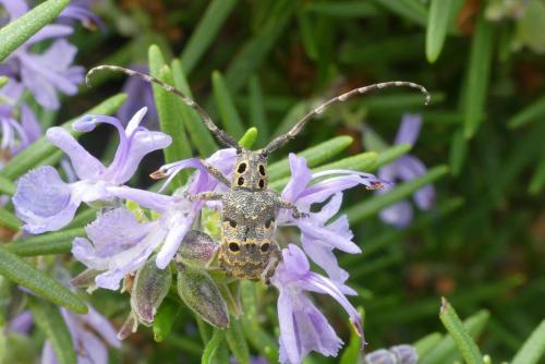 Mesosa curculionoides